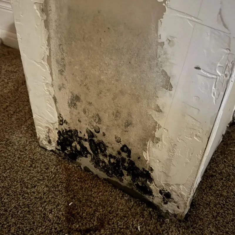 Professional Mold Removal in Warren, PA